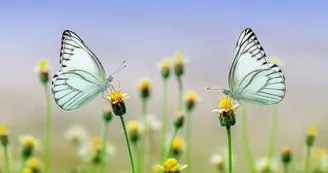 4ème édition de la Fête de la Nature
