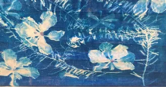 Exposition de Cyanotypes - Marie Lantam