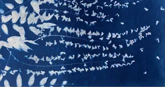 Exposition de Cyanotypes - Marie Lantam