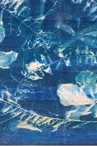 Exposition de Cyanotypes - Marie Lantam